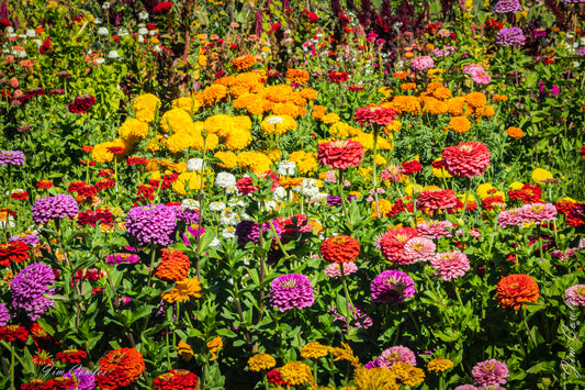 Sea of Flowers