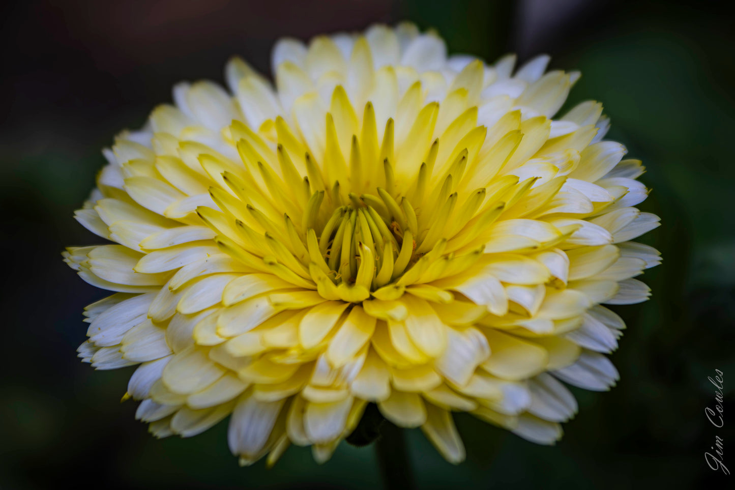 Calendula
