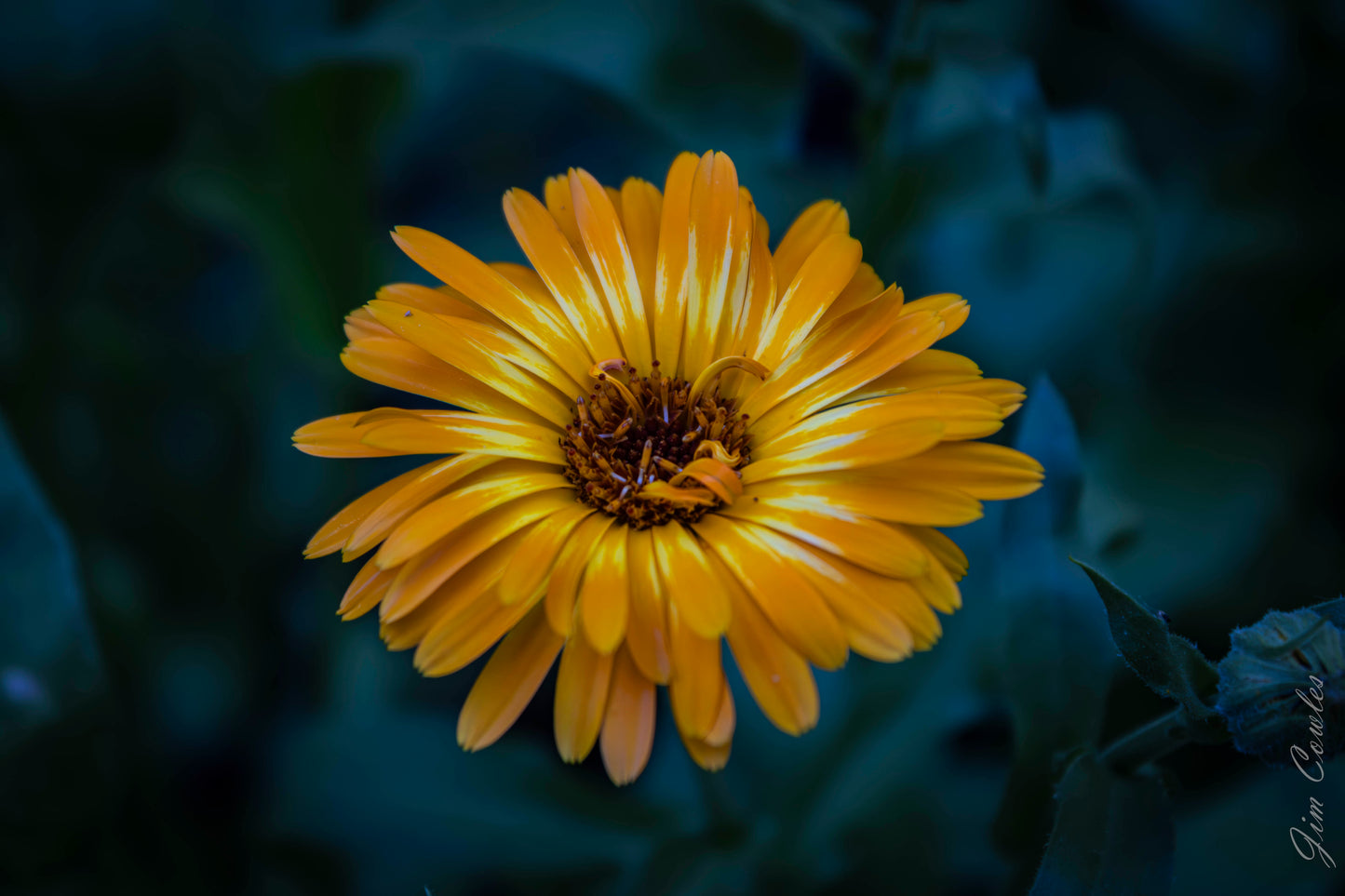 Calendula