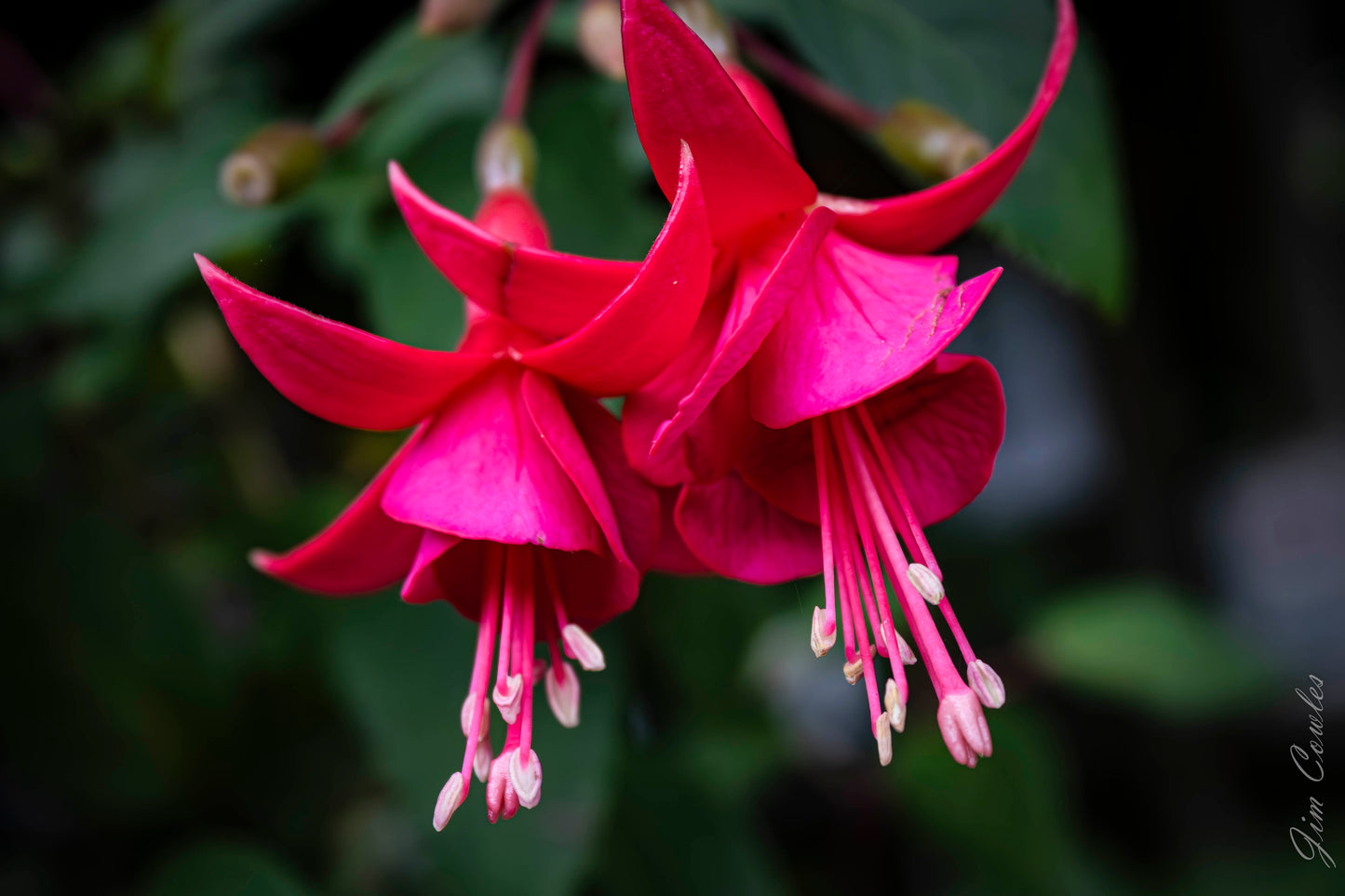 Fusia