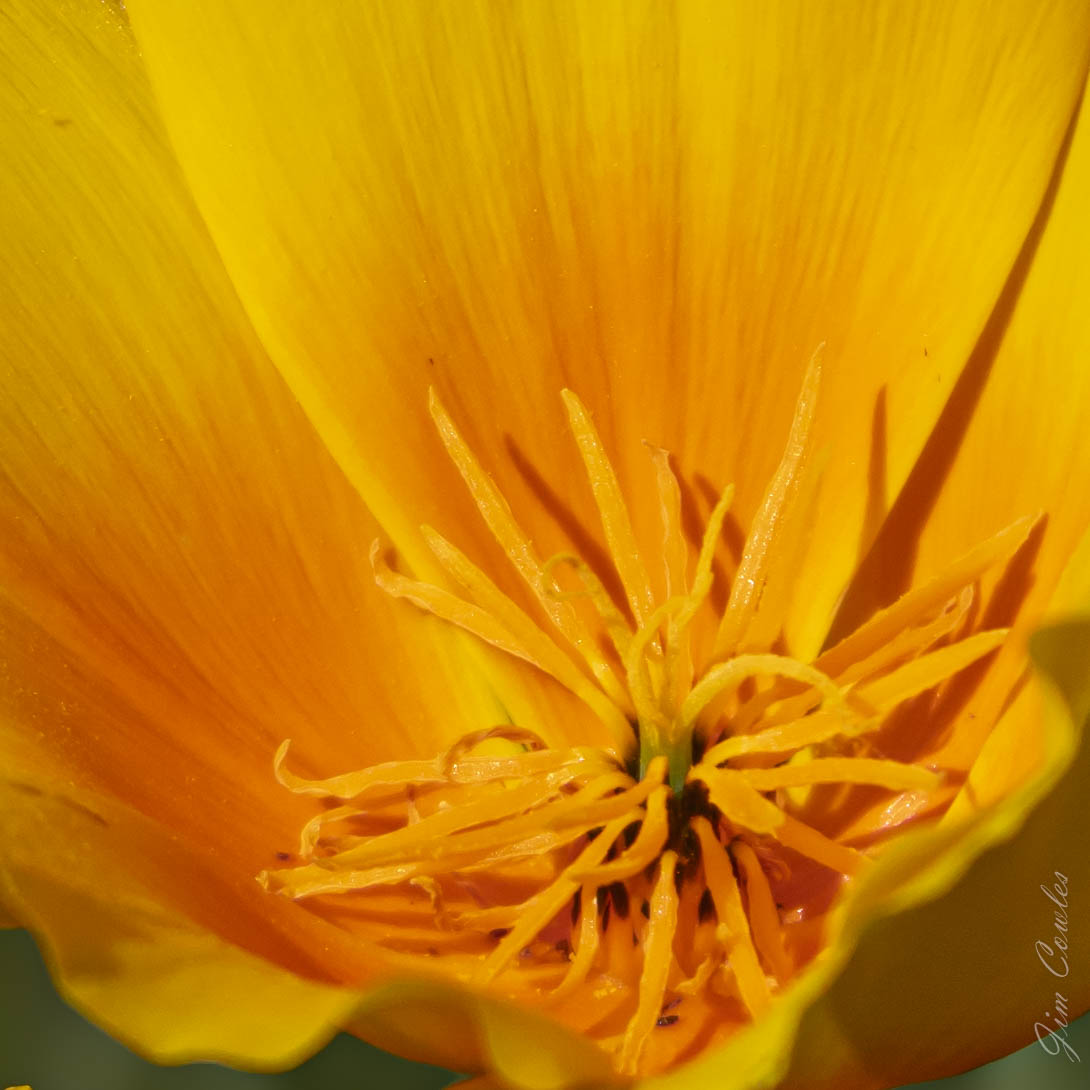 poppy