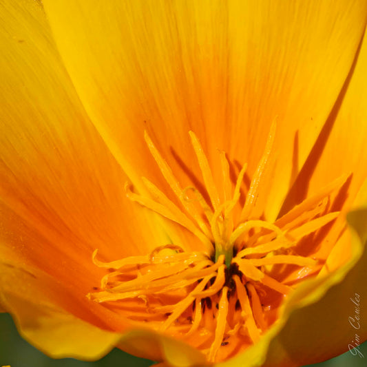 poppy