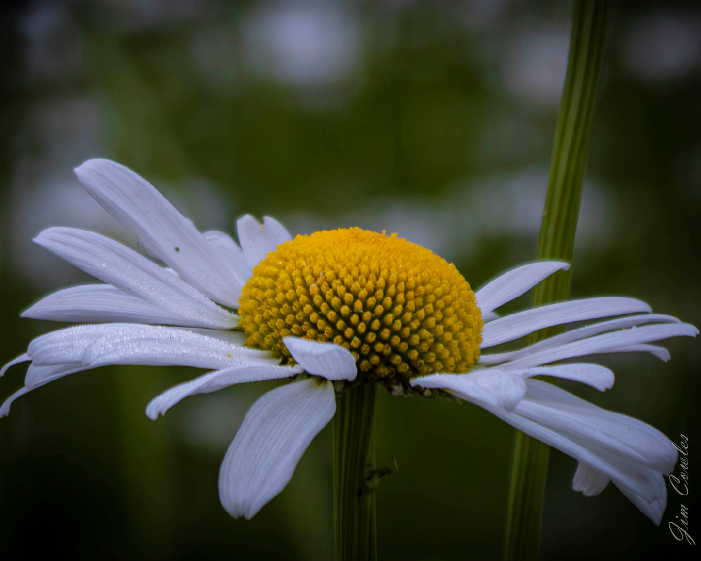 Shasta Daisy Fine Art Print