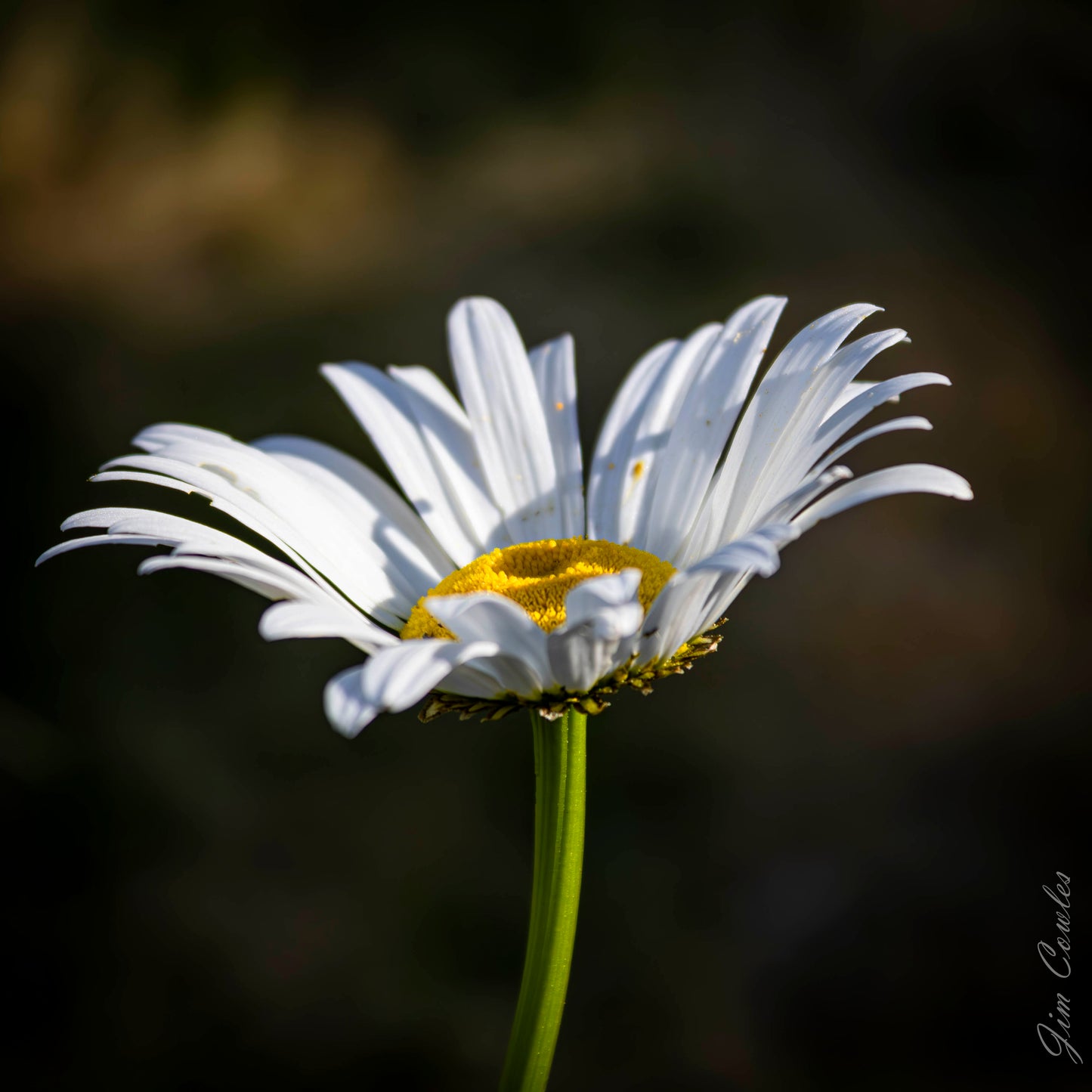Shasta Daisy